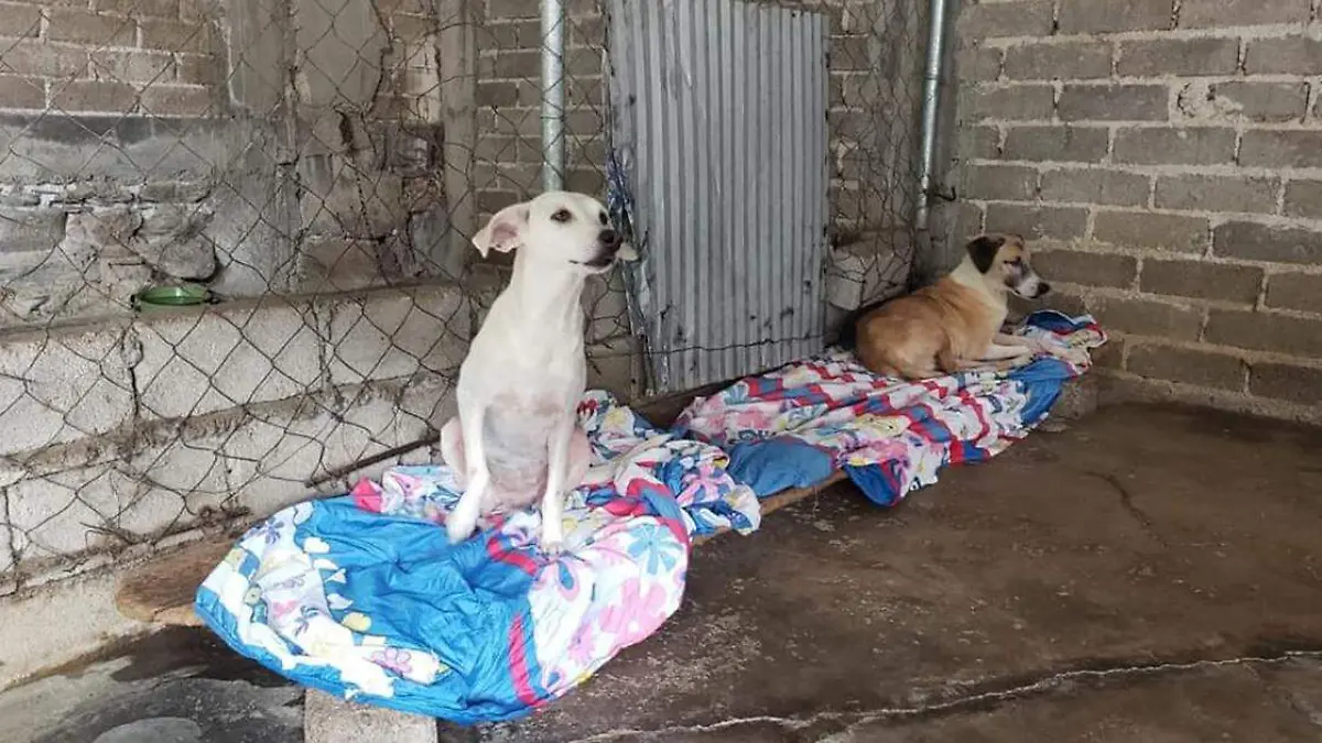 El grupo voluntario atiende a perros abandonados